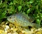 Pumpkinseed Sunfish, lepomis gibbosus