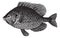 Pumpkinseed Sunfish or Lepomis gibbosus, vintage engraving