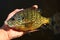 Pumpkinseed Sunfish Panfish Held By Man Fishing