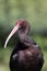 Puna Ibis (Plegadis ridgwayi)