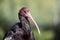 Puna Ibis (Plegadis ridgwayi)