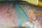 Punch fin fragment piece colorful raw fish parrot blue tropical