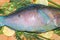 Punch fin fragment piece colorful raw fish parrot blue tropical