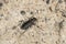 Punctured Tiger Beetle - Cicindela punctulata