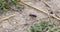 A Punctured Tiger Beetle Cicindela punctulata Perched on the Ground in Dirt and Dried Vegetation