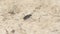 Punctured Tiger-beetle Cicindelidia punctulata on a Sandy Lake Bottom