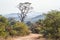 Punda Maria landscape in Kruger National park, South Africa