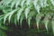 Punga or tree fern fronds with rain drops in New Zealand bush - shallow depth of field