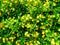 the punggol settlement, flowers, leaf, wallpaper,Flowers of kamara lantana - White and Yellow