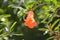 Punica granatum flower