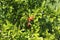 Punica tree or pomegranate tree, Punica granatum, closeup, Nice city.