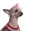 Punk dressed Mexican hairless dog, 4 years old