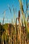 Punks, matured in a swamp with grass on a barrier island