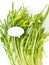 Puntarelle chicory and white label