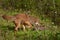 Pup and Adult Coyote (Canis latrans) on the Prowl