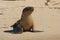 A pup australian sea lion on the beach