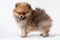Pup Pomeranian sable furry stands left side, bear Boo, looking at the camera, on a white background