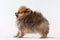 Pup Pomeranian sable furry stands on the left side, bear Boo, raised his head up, on a white background