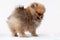 Pup Pomeranian sable furry stands right side, bear Boo, looks away on a white background