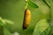 Pupa Butterfly - Big Brown butterfly pupa hanging on the edge of the green leaf in forest isolated on green Background. Pupae is a