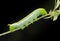 Pupa cocoon butterfly isolate black on leaf