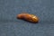 Pupa of cotton bollworm on black