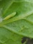 Pupa of Diamondback moth eating cabbage in Viet Nam.