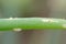 Pupa of leek moth or onion leaf miner Acrolepiopsis assectella family Acrolepiidae. It is Invasive species a pest of leek