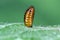 Pupa of Liriomyza huidobrensis, commonly known as the pea leaf miner, is a species of insect, a fly in the family Agromyzidae.