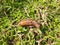 Pupa moth in garden.