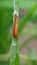 Pupa of rice leaf folder on paddy rice in Viet Nam.