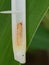 Pupa of rice stem gall midge