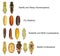 Pupae of insects