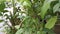 The pupae Papilio demoleus on the lime branch