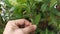 The pupae Papilio demoleus on the lime branch