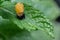 Pupation of a ladybug on a mint leaf. Macro shot of living insect. Series image 1 of 9