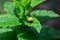 Pupation of a ladybug on a mint leaf. Macro shot of living insect. Series image 2 of 9