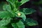 Pupation of a ladybug on a mint leaf. Macro shot of living insect. Series image 4 of 9