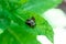 Pupation of a ladybug on a mint leaf with a mosquito on it. Macro shot of living insect. Series image 7 of 9