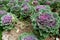 Puple Flowering Cabbage