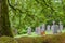 Puppet above a hedge, with blurred cemetery behind, Balquhidder, Scotland