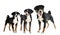 puppies and adult Appenzeller Sennenhund