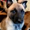 Puppies belgian malinois