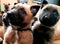 Puppies belgian malinois