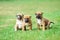 Puppies belgian shepherd malinois