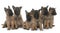 Puppies belgian shepherd malinois