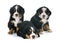 Puppies bernese moutain dog