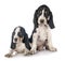 Puppies bernese Schweizer Laufhund