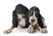 Puppies bernese Schweizer Laufhund