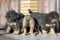 Puppies breed Tibetan Mastiff